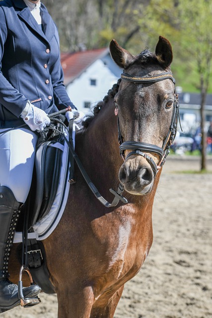 现任主教练 现任主教练